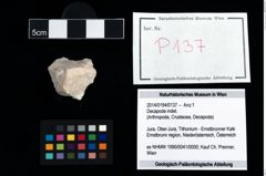 Foto (Objekt + Etikett) von Decapoda indet.  (NHMW-GEO-2014-0194-0137)